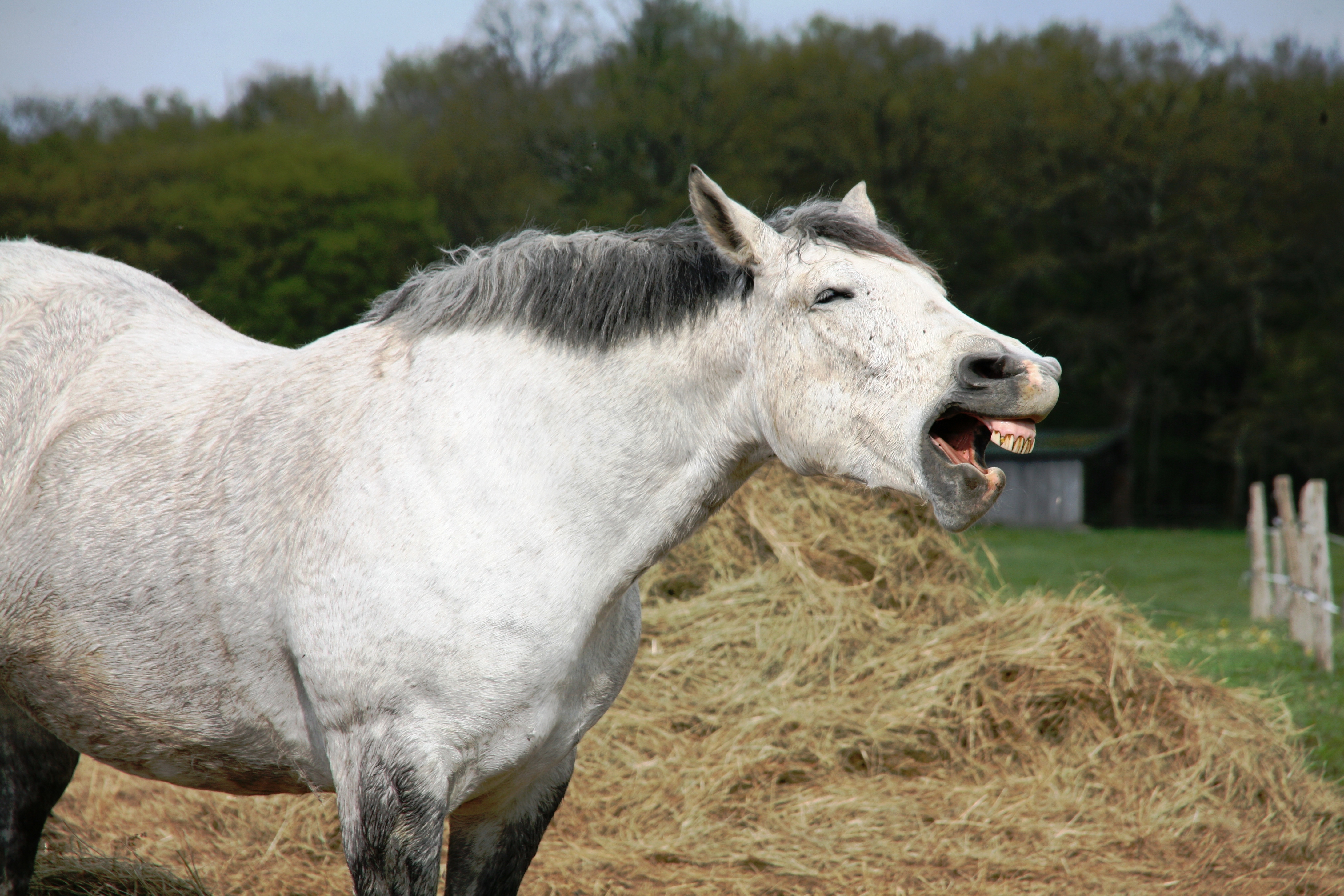J. Muskens hooi en stro, Perfect voor de paarden